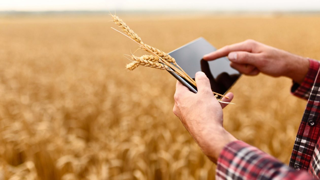 Smart farming using modern technologies in agriculture. Man agronomist farmer with digital tablet computer in wheat field using apps and internet, selective focus
